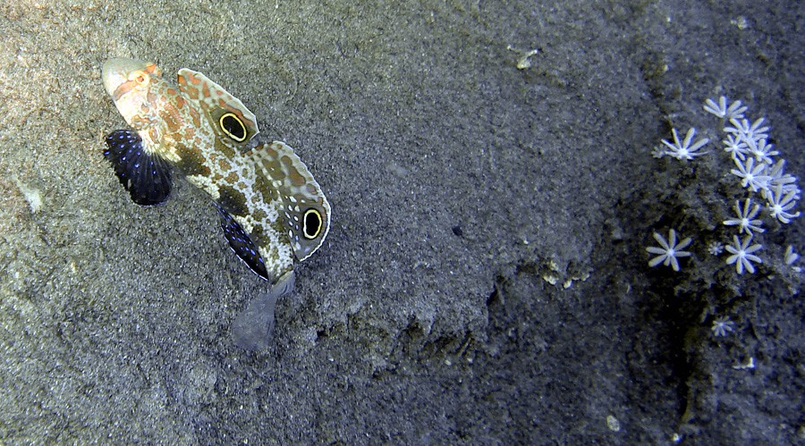 Signigobius Biocellatus 4