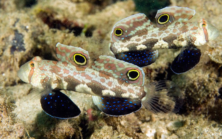 Signigobius Biocellatus 5