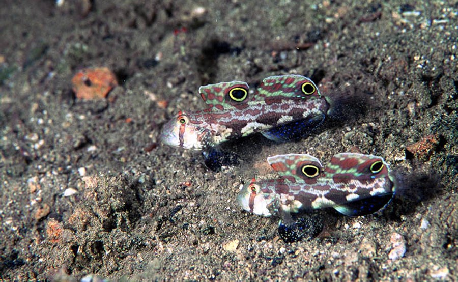 Signigobius Biocellatus 6