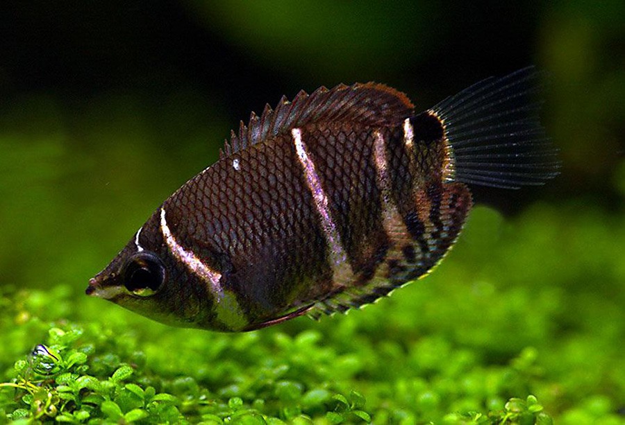 Sphaerichthys Osphromenoides