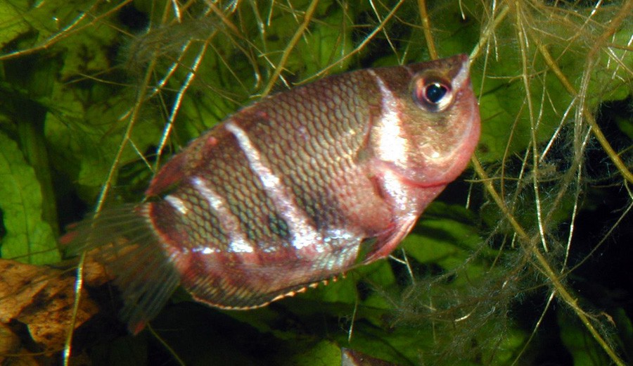 Sphaerichthys Osphromenoides 2