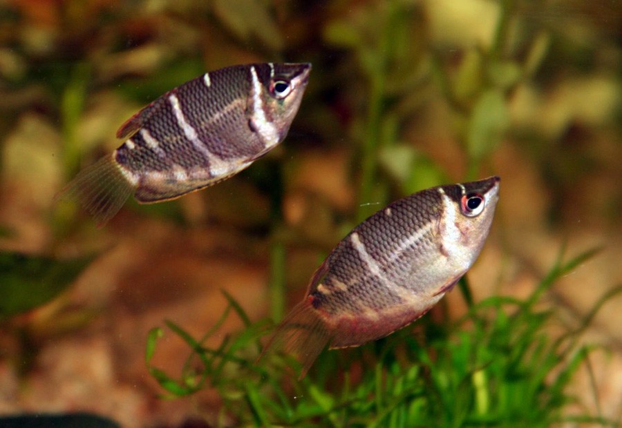 Sphaerichthys Osphromenoides 3