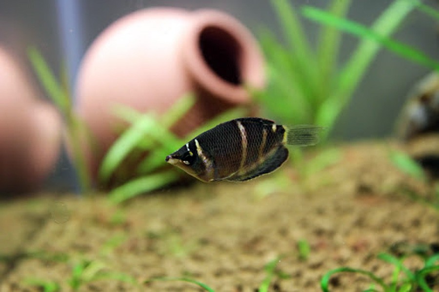 Sphaerichthys Osphromenoides 4