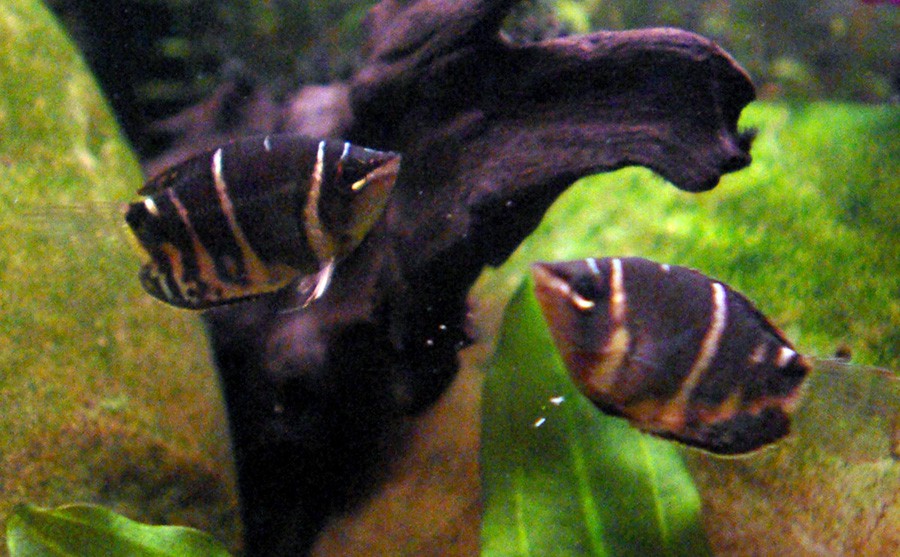 Sphaerichthys Osphromenoides 5