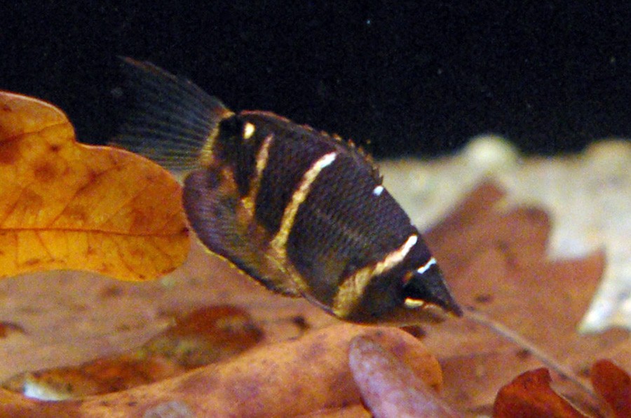 Sphaerichthys Osphromenoides 6