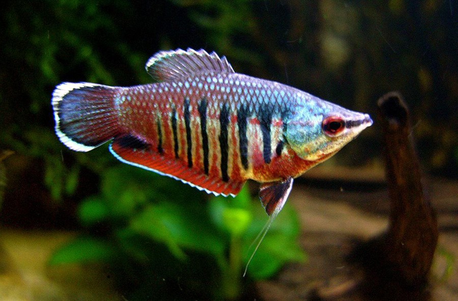 Gourami Samurai