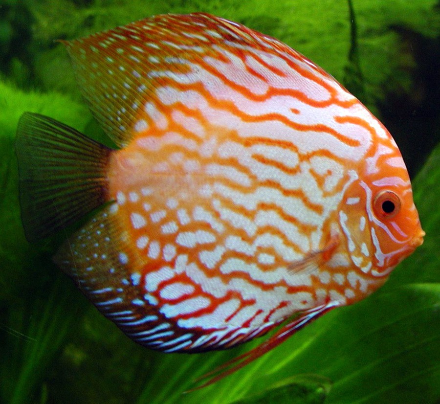 Discus