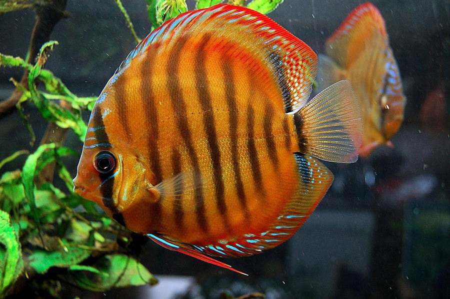 Symphysodon Aequifasciatus 2
