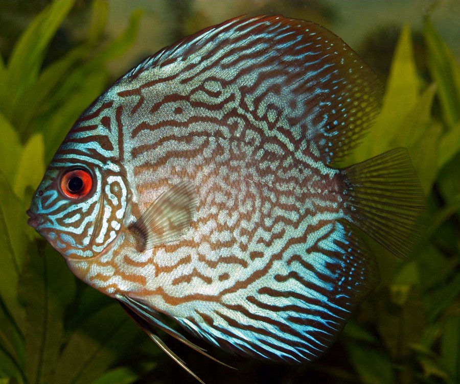 Symphysodon Aequifasciatus 3