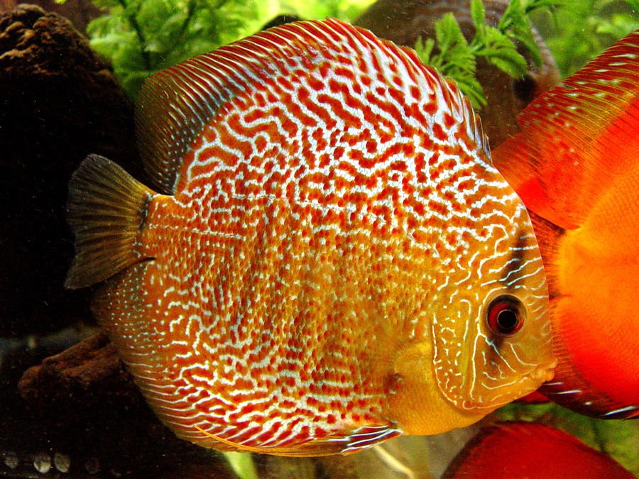 Symphysodon Aequifasciatus 4