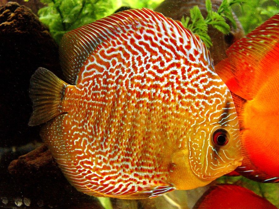 Symphysodon Aequifasciatus 4
