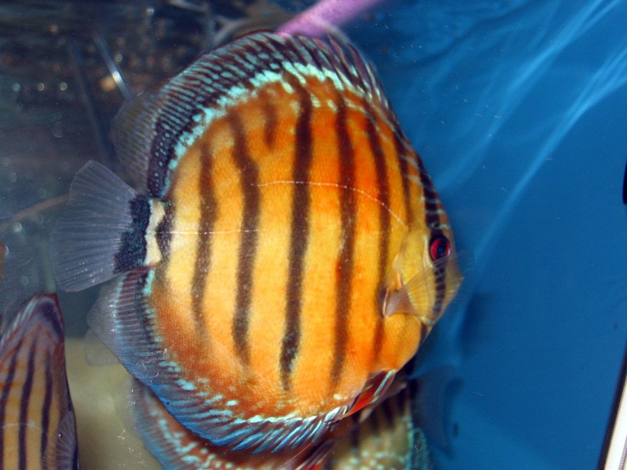 Symphysodon Aequifasciatus 5
