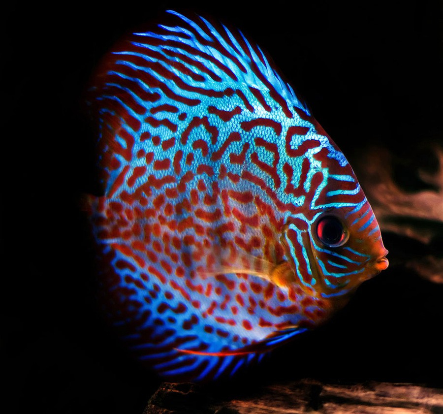 Symphysodon Aequifasciatus 6