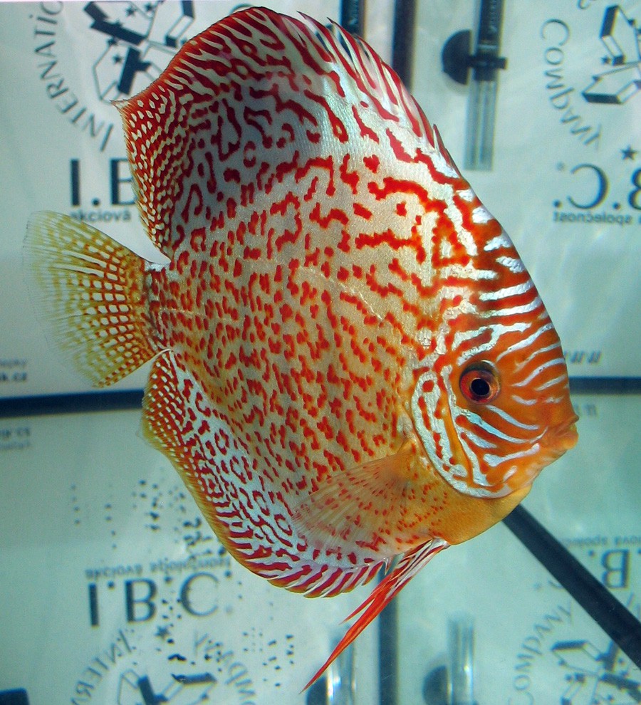 Symphysodon Discus 2