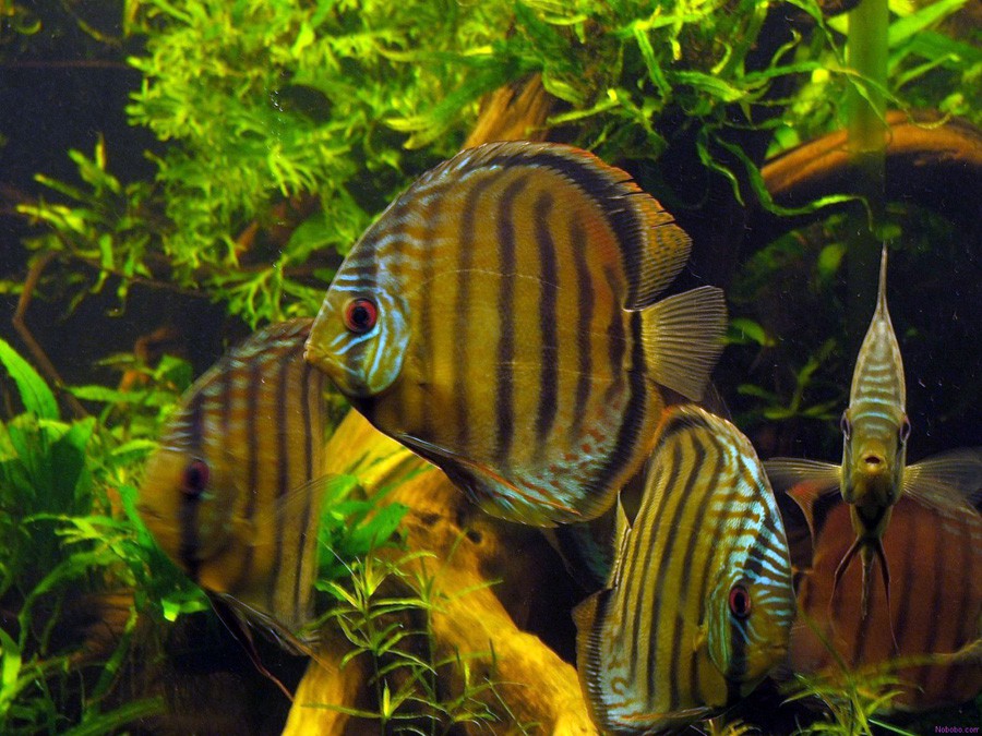 Symphysodon Discus 3