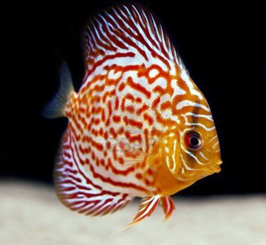 Symphysodon Discus 4