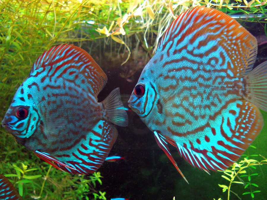 Symphysodon Discus 5