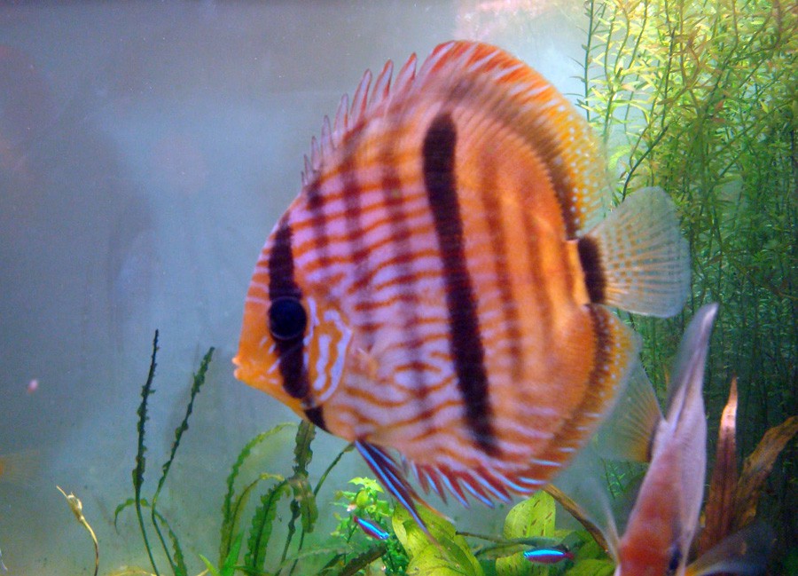 Symphysodon Discus 6