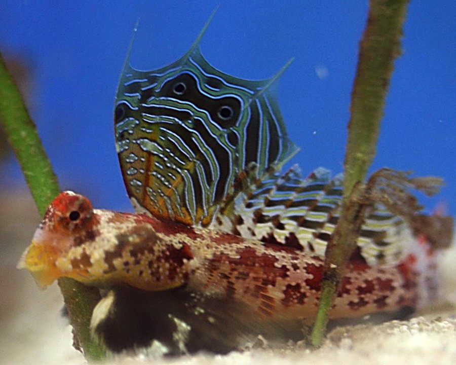 Dragoncillo Ocelado