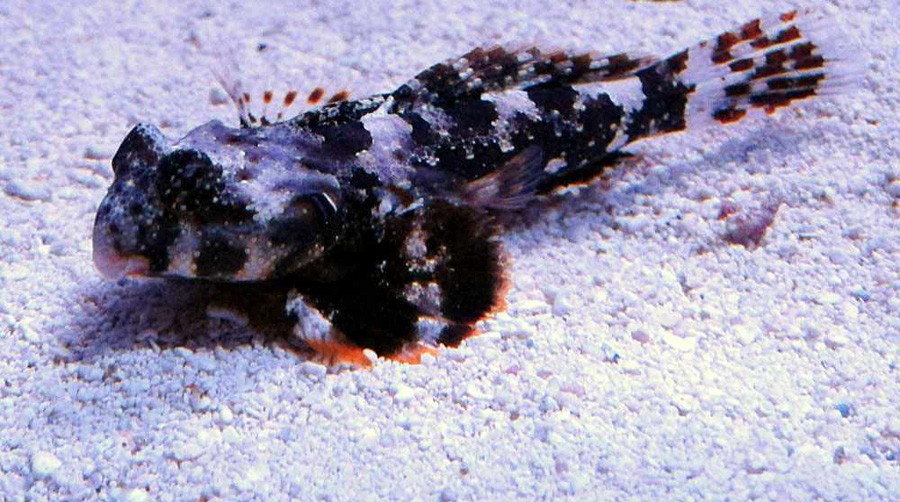 Synchiropus Ocellatus 2