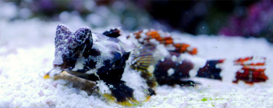 Synchiropus Ocellatus 3