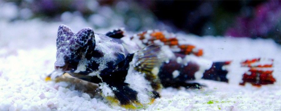 Synchiropus Ocellatus 3