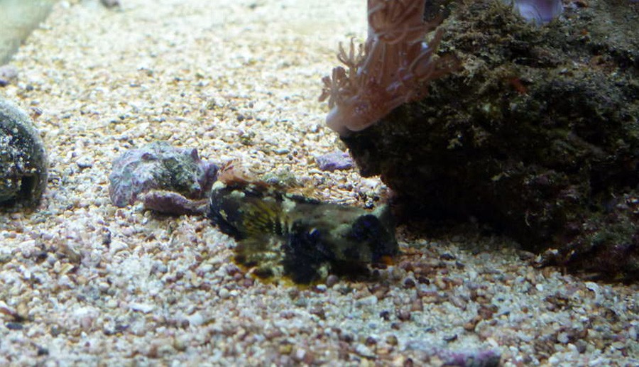 Synchiropus Ocellatus 4