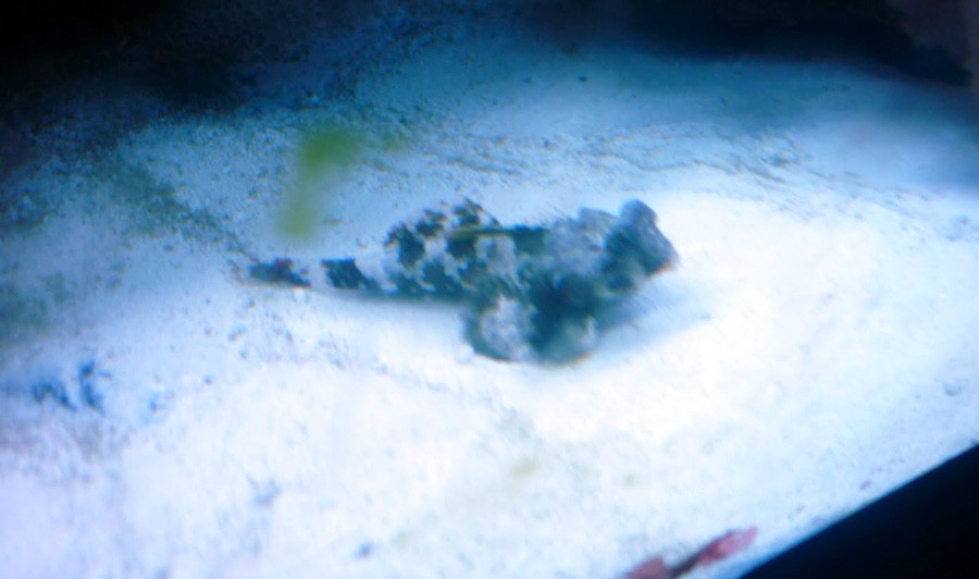 Synchiropus Ocellatus 5