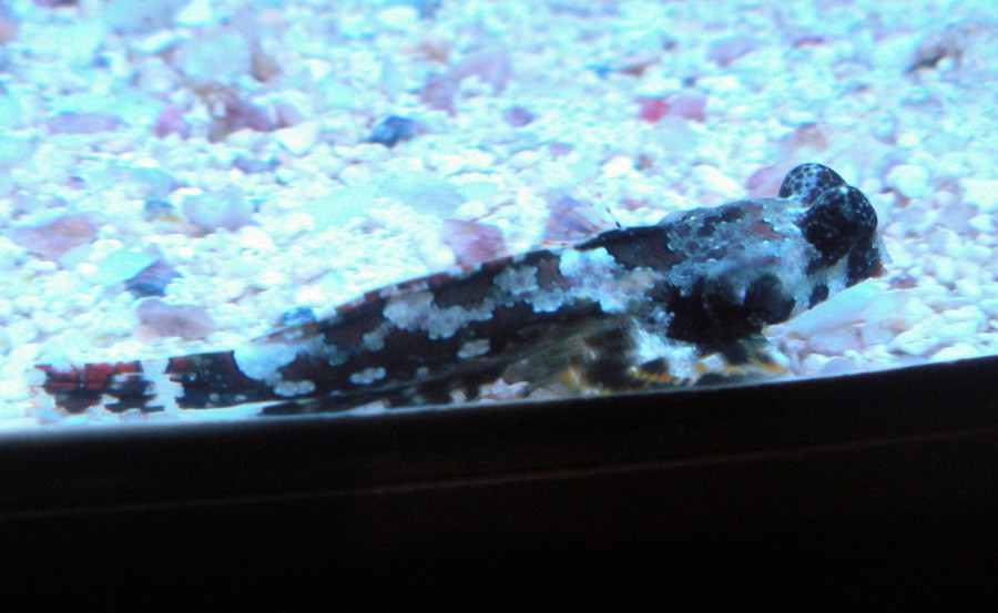 Synchiropus Ocellatus 6