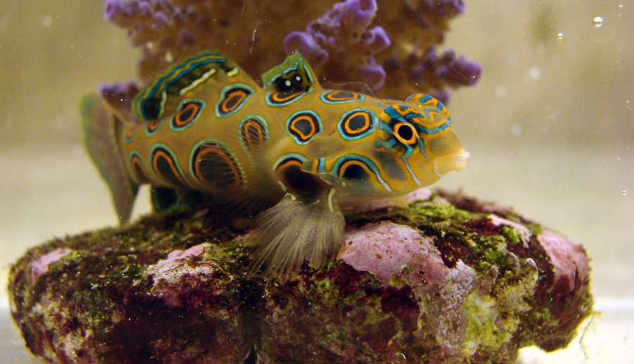 Synchiropus Picturatus 2