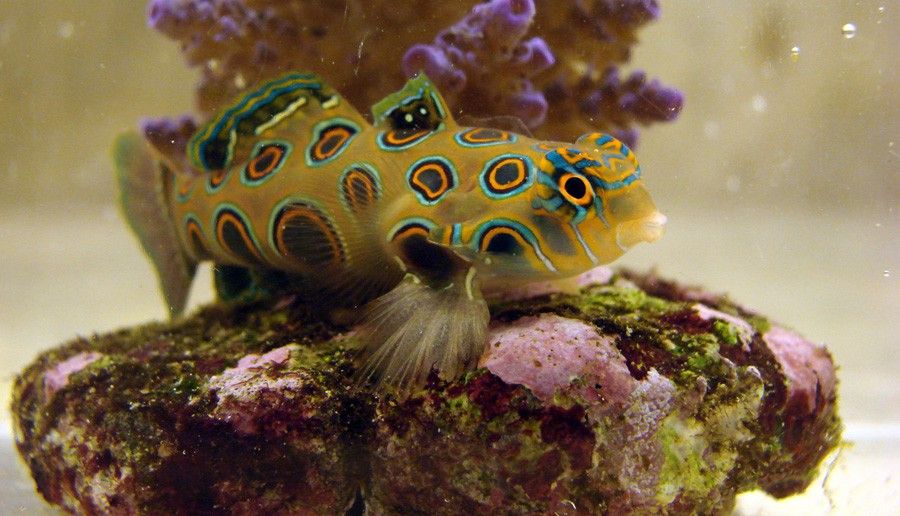 Synchiropus Picturatus 2