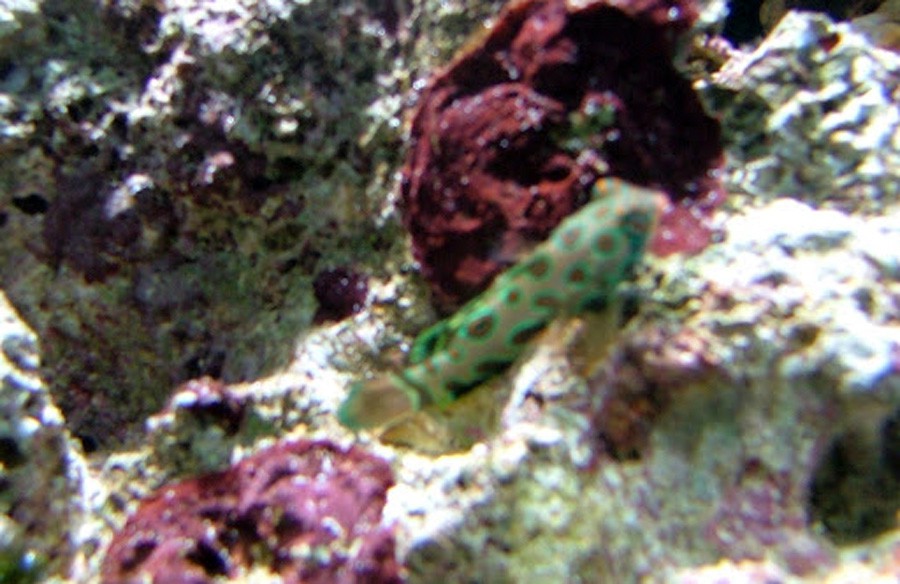 Synchiropus Picturatus 3