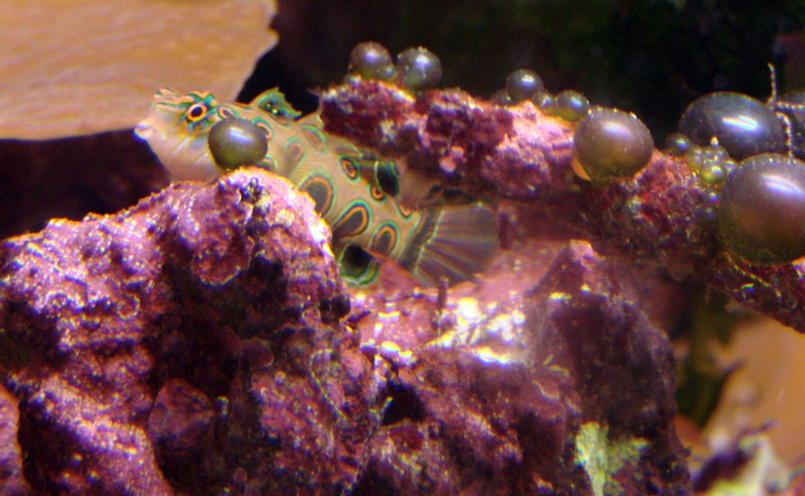 Synchiropus Picturatus 4