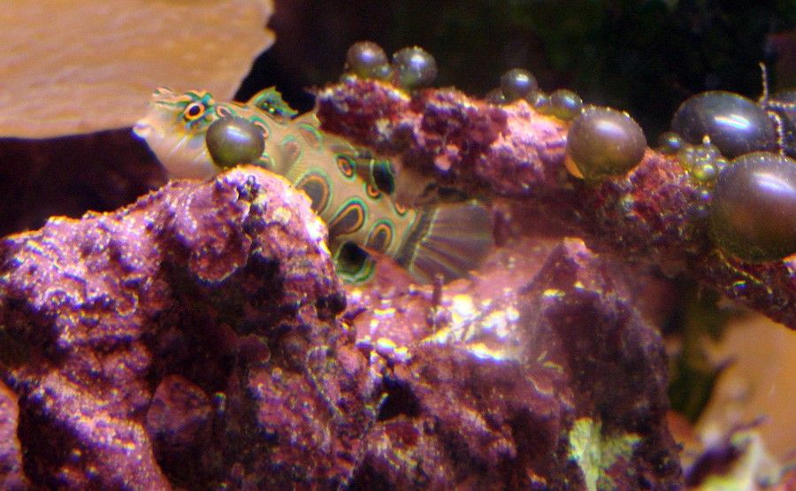 Synchiropus Picturatus 4