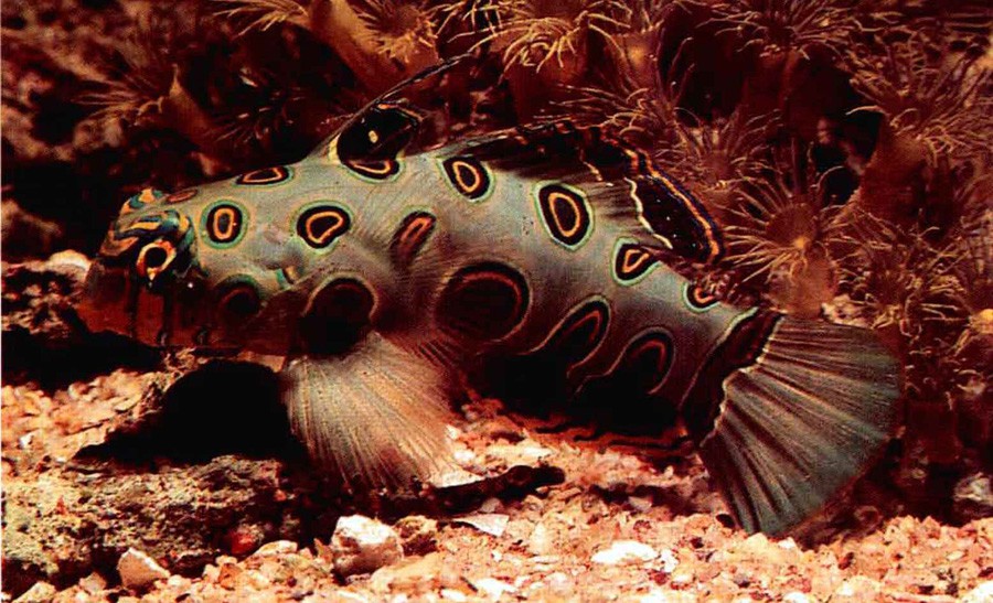 Synchiropus Picturatus 5