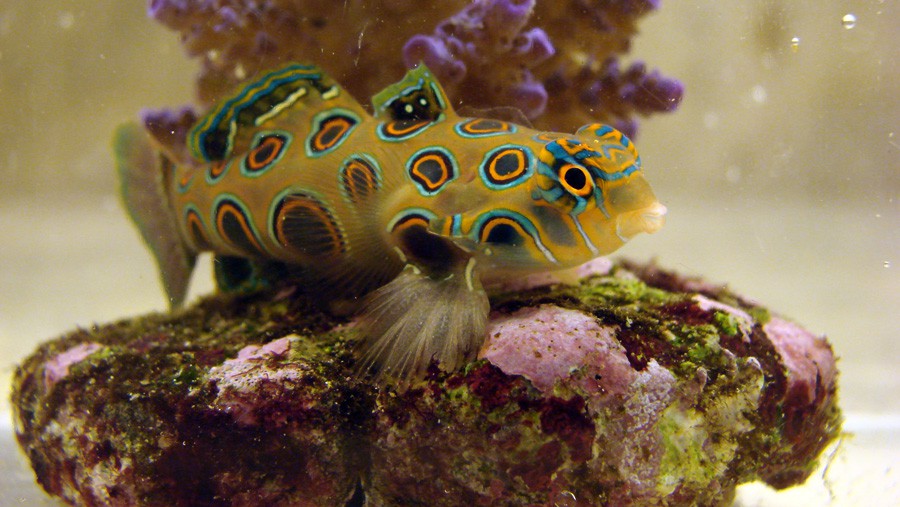 Synchiropus Picturatus 6