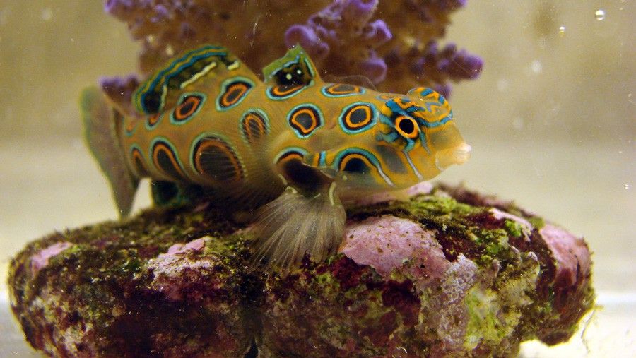 Synchiropus Picturatus 6