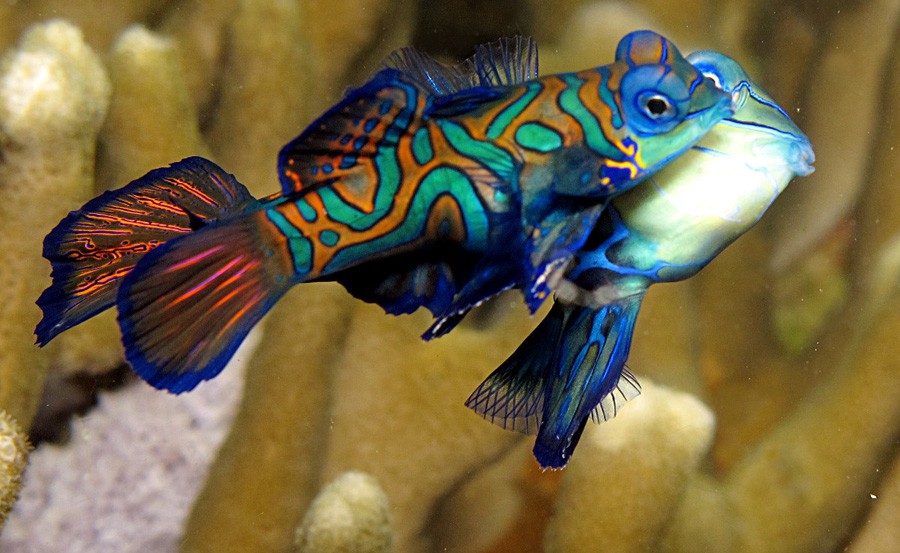 Synchiropus Splendidus 2