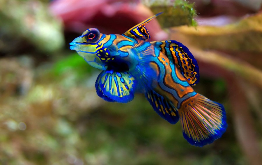 Synchiropus Splendidus 3
