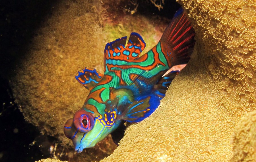 Synchiropus Splendidus 4