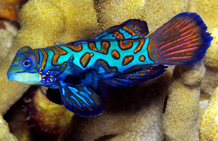 Synchiropus Splendidus 5