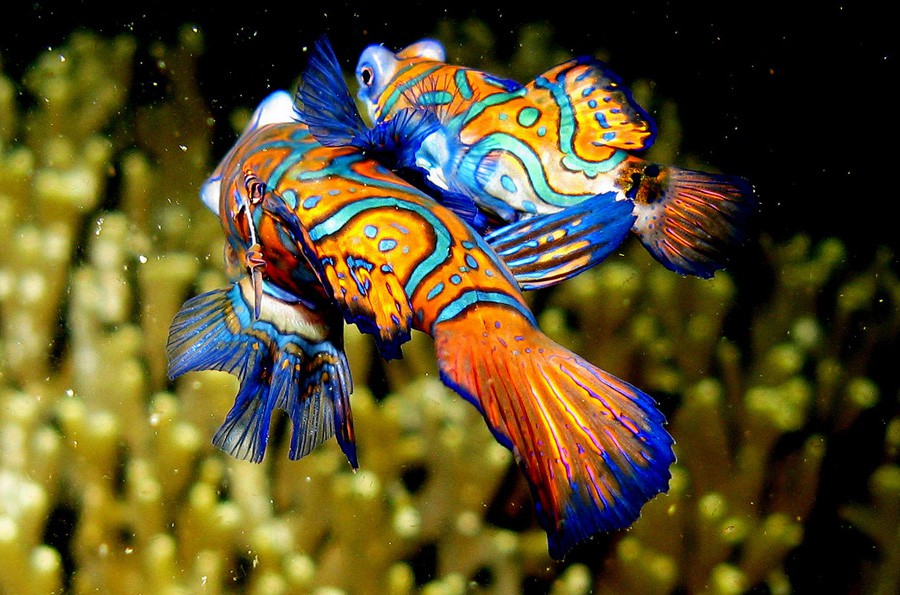 Synchiropus Splendidus 6
