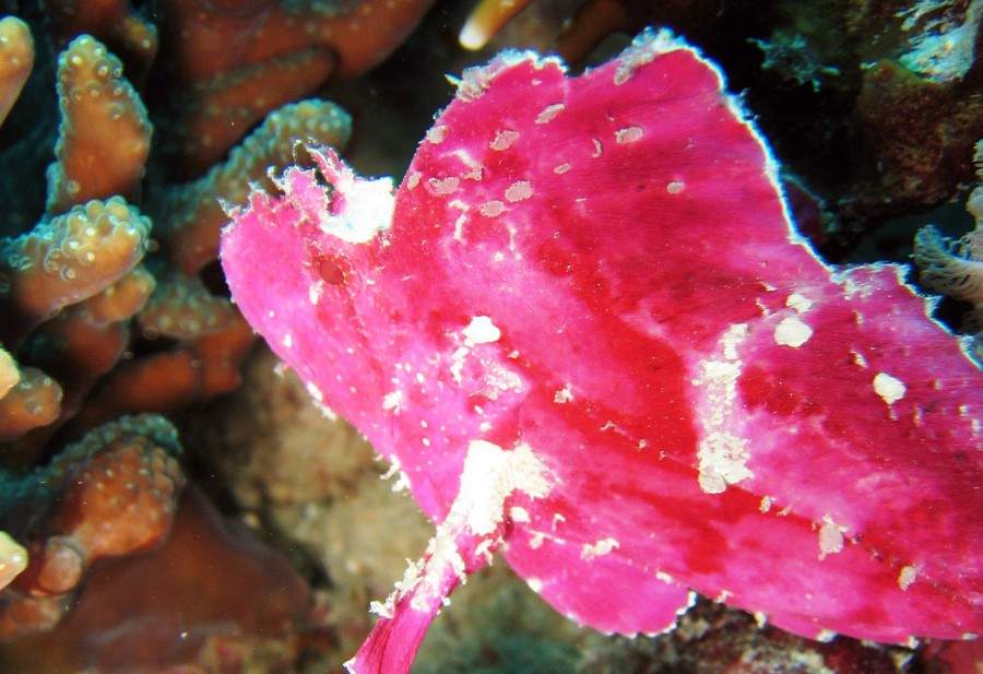 Taenianotus Triacanthus 2