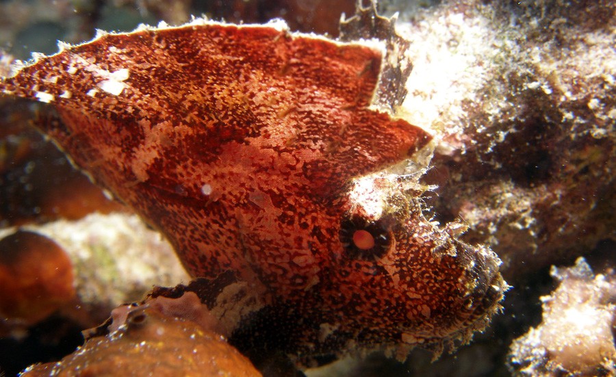 Taenianotus Triacanthus 3