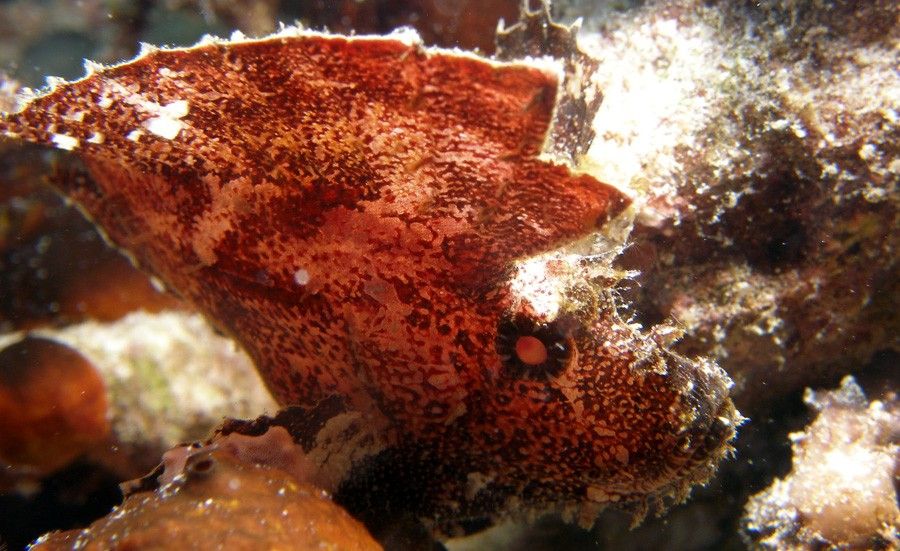 Taenianotus Triacanthus 3