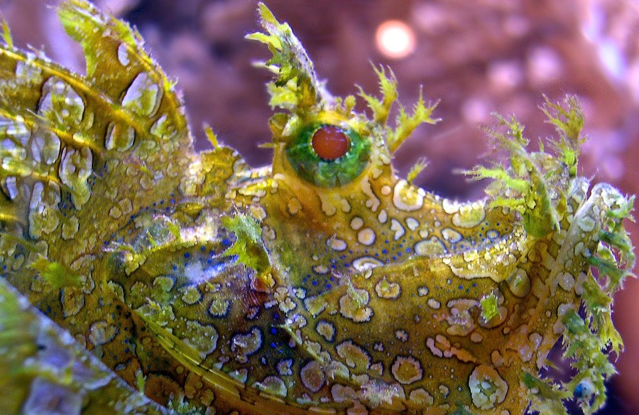 Taenianotus Triacanthus 4