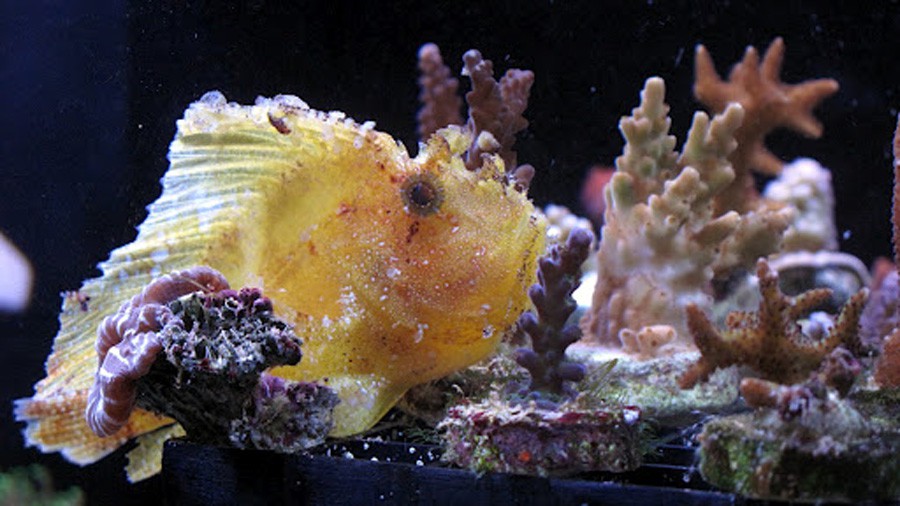 Taenianotus Triacanthus 5