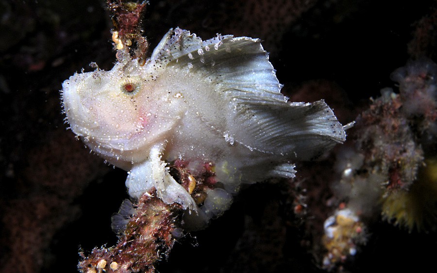 Taenianotus Triacanthus 6