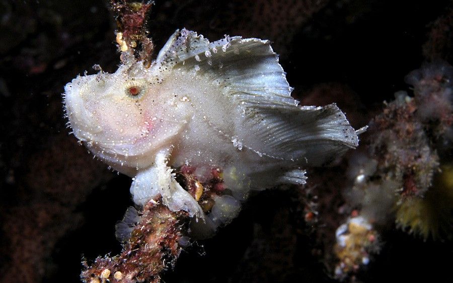 Taenianotus Triacanthus 6