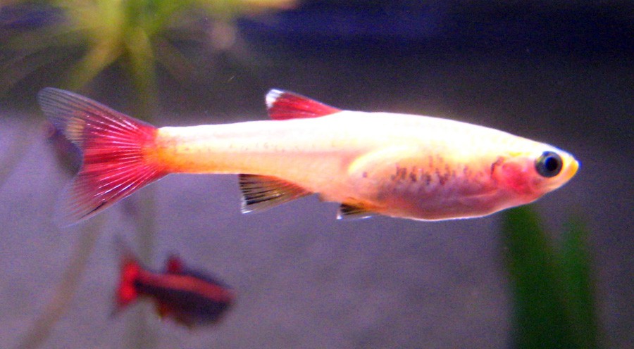 Tanichthys Albonubes 2